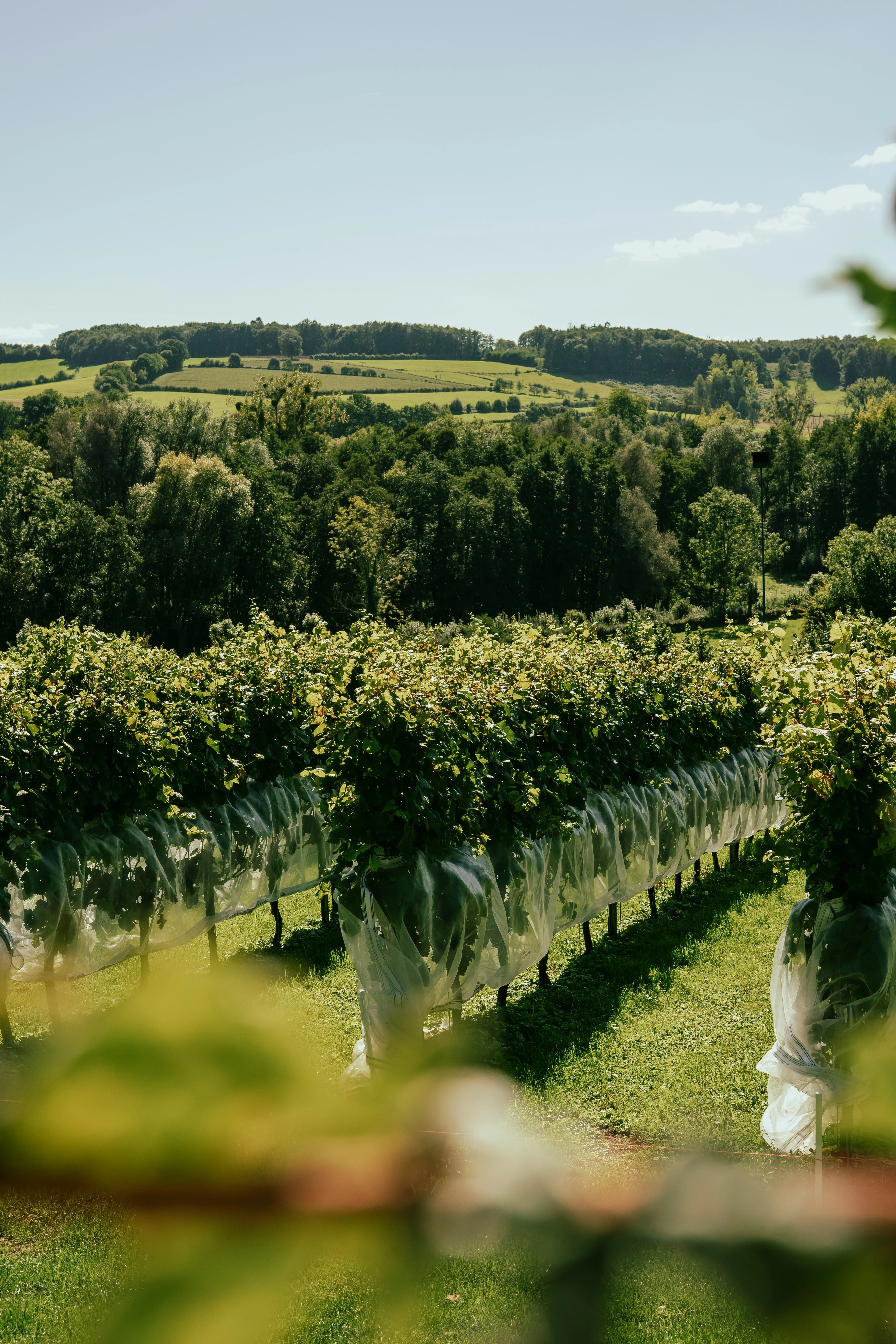 Weinreben in einem Weinberg mit Schutznetz, hügelige grüne Landschaft im Hintergrund.